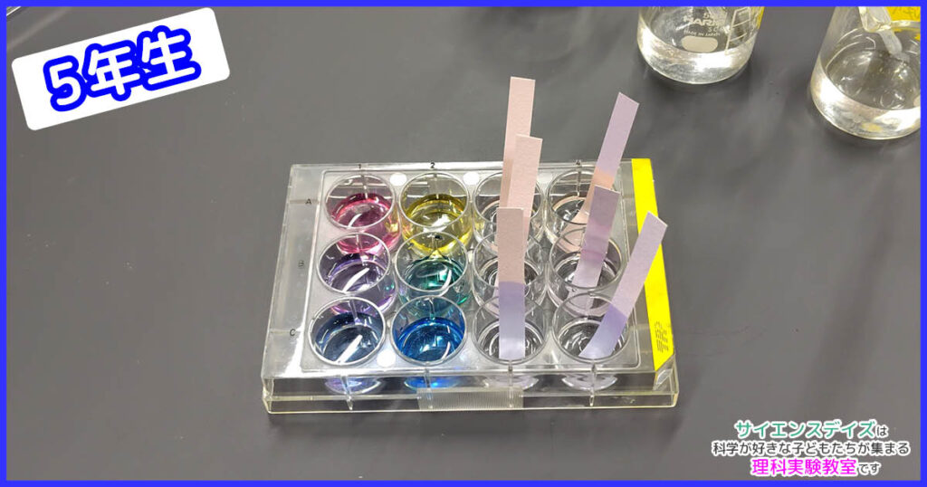 12セルプレートに並んだ紫キャベツの色素・BTB溶液・リトマス試験紙の反応比較 - サイエンスデイズの理科実験教室