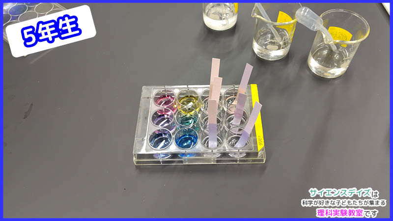 12セルプレートに並んだ紫キャベツの色素・BTB溶液・リトマス試験紙の反応比較 - サイエンスデイズの理科実験教室