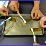 葉脈のしおりづくり