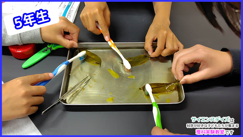 トレーの上で歯ブラシを使って葉肉をこすり落とす5年生の手元 - サイエンスデイズの理科実験教室