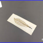 葉脈のしおりづくり