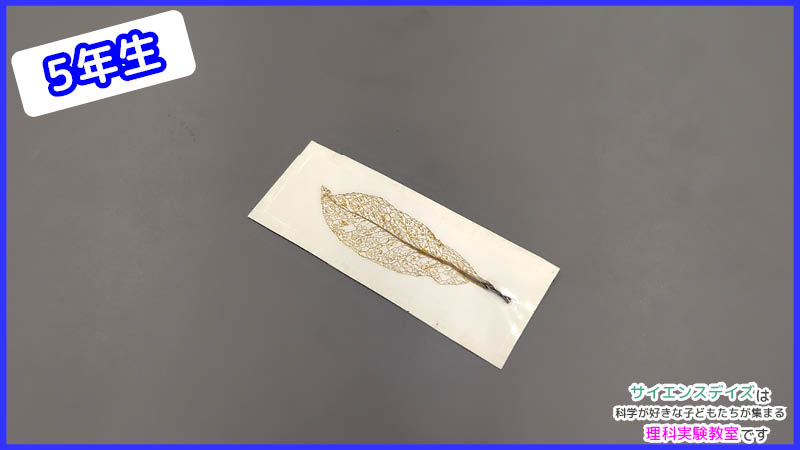 葉脈だけを取り出して台紙に貼り完成した葉脈のしおり - サイエンスデイズの理科実験教室