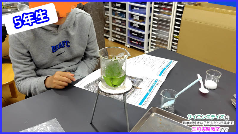 アルカリ性の液体に葉っぱを入れたビーカーをコンロで加熱する5年生 - サイエンスデイズの理科実験教室