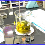 葉脈のしおりづくり