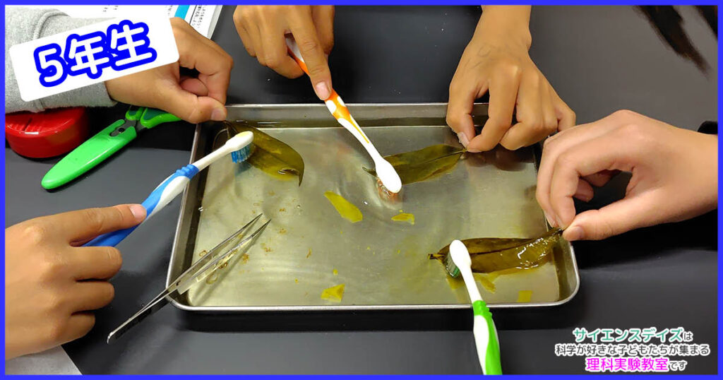 トレーの上で歯ブラシを使って葉肉をこすり落とす5年生の手元 - サイエンスデイズの理科実験教室