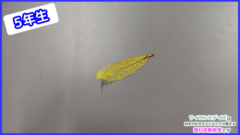 アルカリ性の液体で葉肉が溶けて葉脈だけが残った葉っぱ - サイエンスデイズの理科実験教室