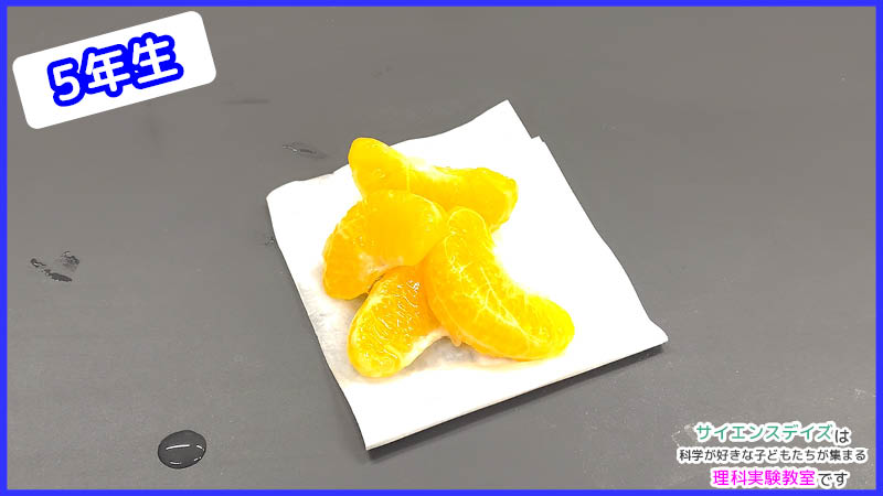 アルカリ性の液体で薄皮が除去されたみかん - サイエンスデイズの理科実験教室