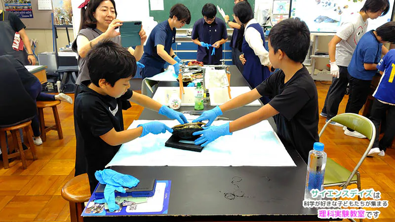 グローブを着用し二人で協力しながらアカミミガメを観察する小学生